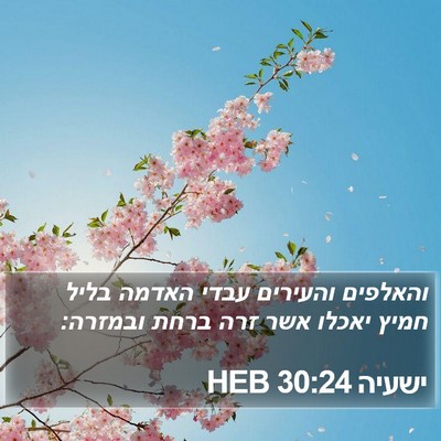 ישעיה 30:24 HEB Bible Verse Image