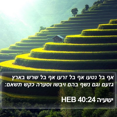 ישעיה 40:24 HEB Bible Verse Image