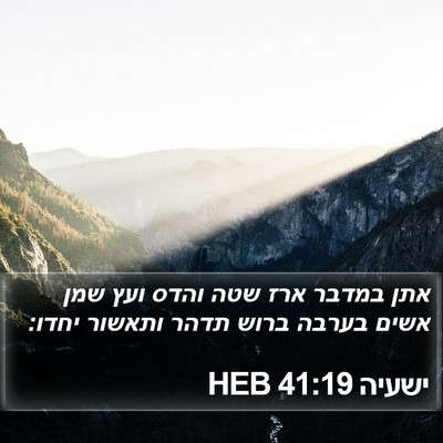ישעיה 41:19 HEB Bible Verse Image