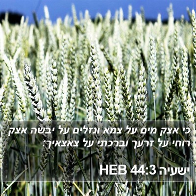 ישעיה 44:3 HEB Bible Verse Image
