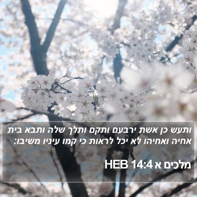 מלכים א 14:4 HEB Bible Verse Image