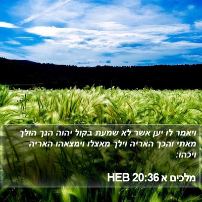 מלכים א 20:36 HEB Bible Verse Image