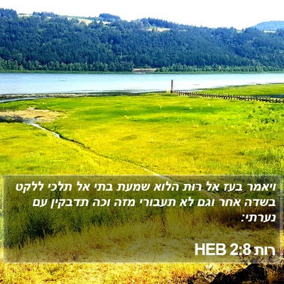 רות 2:8 HEB Bible Verse Image