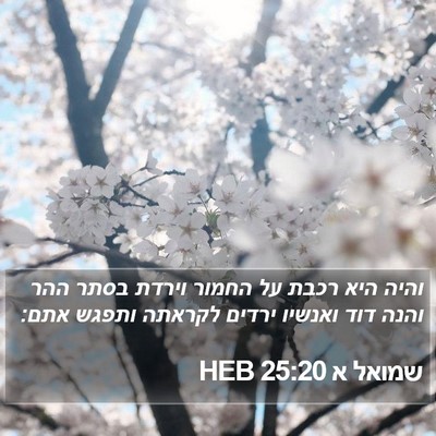 שמואל א 25:20 HEB Bible Verse Image