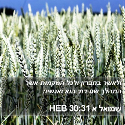 שמואל א 30:31 HEB Bible Verse Image