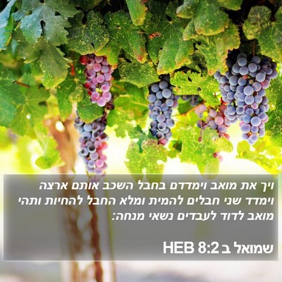שמואל ב 8:2 HEB Bible Verse Image
