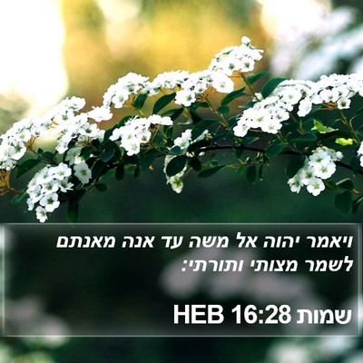 שמות 16:28 HEB Bible Verse Image
