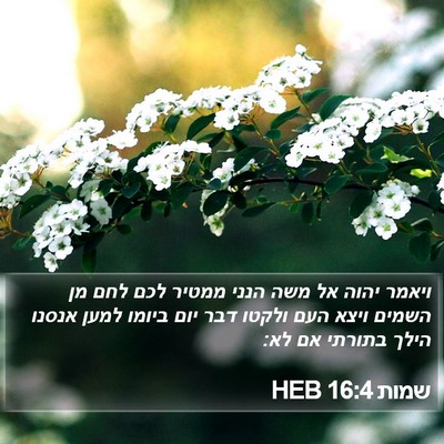 שמות 16:4 HEB Bible Verse Image