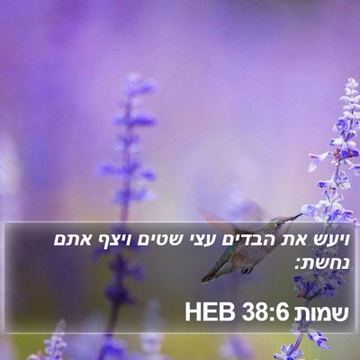 שמות 38:6 HEB Bible Verse Image
