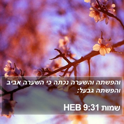 שמות 9:31 HEB Bible Verse Image