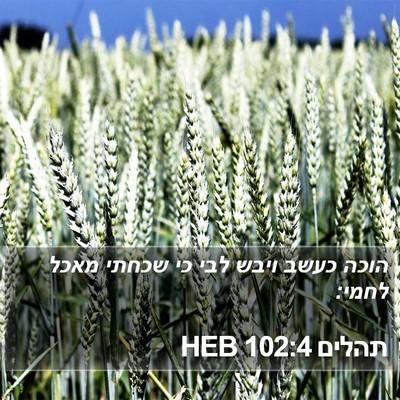 תהלים 102:4 HEB Bible Verse Image