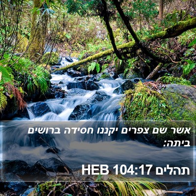 תהלים 104:17 HEB Bible Verse Image