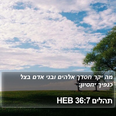 תהלים 36:7 HEB Bible Verse Image