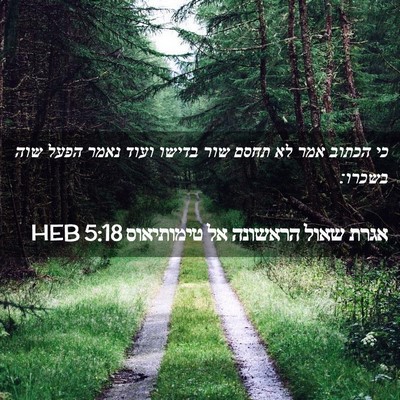 Picture 02 - אגרת שאול הראשונה אל טימותיאוס 5:18 HEB - כי הכתוב אמר לא תחסם שור - Bible Verse Picture