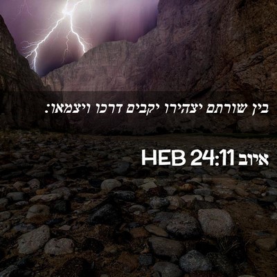 Picture 02 - איוב 24:11 HEB - בין שורתם יצהירו יקבים - Bible Verse Picture