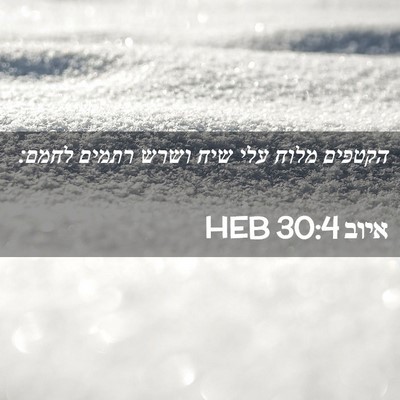 Picture 02 - איוב 30:4 HEB - הקטפים מלוח עלי שיח ושרש - Bible Verse Picture