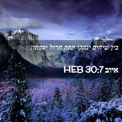 Picture 02 - איוב 30:7 HEB - בין שיחים ינהקו תחת חרול - Bible Verse Picture
