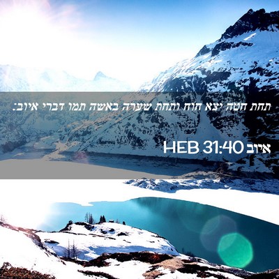 Picture 02 - איוב 31:40 HEB - תחת חטה יצא חוח ותחת שערה - Bible Verse Picture