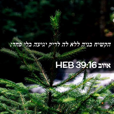 Picture 02 - איוב 39:16 HEB - הקשיח בניה ללא לה לריק - Bible Verse Picture