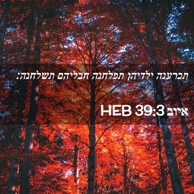 Picture 02 - איוב 39:3 HEB - תכרענה ילדיהן תפלחנה - Bible Verse Picture