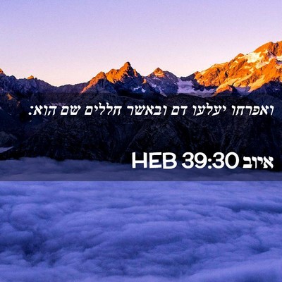 Picture 02 - איוב 39:30 HEB - ואפרחו יעלעו דם ובאשר - Bible Verse Picture