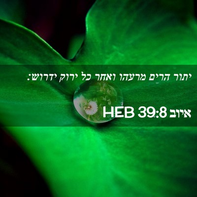 Picture 02 - איוב 39:8 HEB - יתור הרים מרעהו ואחר כל - Bible Verse Picture