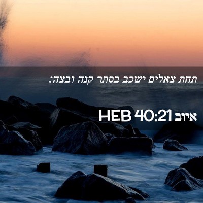 Picture 02 - איוב 40:21 HEB - תחת צאלים ישכב בסתר קנה - Bible Verse Picture