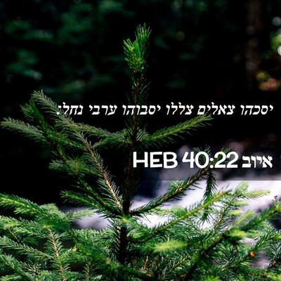 Picture 02 - איוב 40:22 HEB - יסכהו צאלים צללו יסבוהו - Bible Verse Picture