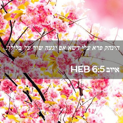 Picture 02 - איוב 6:5 HEB - הינהק פרא עלי דשא אם יגעה - Bible Verse Picture