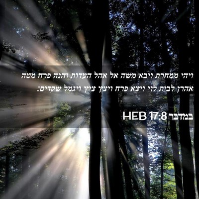 Picture 02 - במדבר 17:8 HEB - ויהי ממחרת ויבא משה אל אהל - Bible Verse Picture