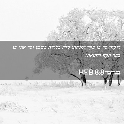 Picture 02 - במדבר 8:8 HEB - ולקחו פר בן בקר ומנחתו סלת - Bible Verse Picture