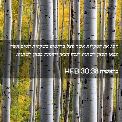 Picture 02 - בראשית 30:38 HEB - ויצג את המקלות אשר פצל - Bible Verse Picture
