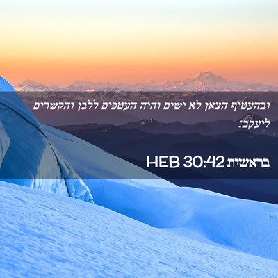 Picture 02 - בראשית 30:42 HEB - ובהעטיף הצאן לא ישים והיה - Bible Verse Picture