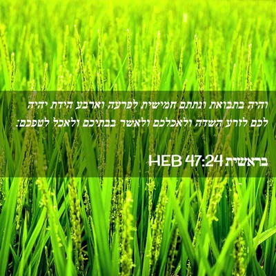 Picture 02 - בראשית 47:24 HEB - והיה בתבואת ונתתם חמישית - Bible Verse Picture