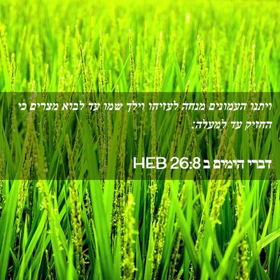 Picture 02 - דברי הימים ב 26:8 HEB - ויתנו העמונים מנחה לעזיהו - Bible Verse Picture