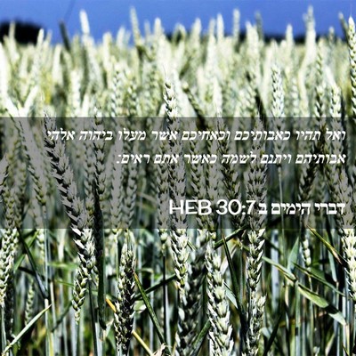 Picture 02 - דברי הימים ב 30:7 HEB - ואל תהיו כאבותיכם וכאחיכם - Bible Verse Picture