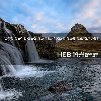 Picture 02 - דברים 14:4 HEB - זאת הבהמה אשר תאכלו שור שה - Bible Verse Picture