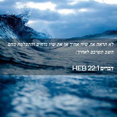 Picture 02 - דברים 22:1 HEB - לא תראה את שור אחיך או את - Bible Verse Picture