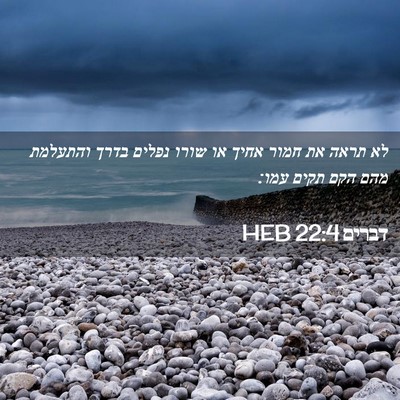 Picture 02 - דברים 22:4 HEB - לא תראה את חמור אחיך או - Bible Verse Picture