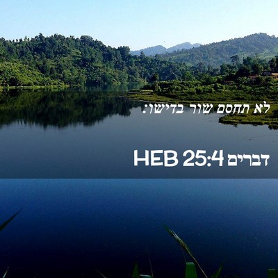 Picture 02 - דברים 25:4 HEB - לא תחסם שור - Bible Verse Picture