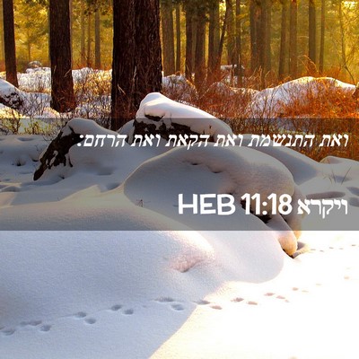 Picture 02 - ויקרא 11:18 HEB - ואת התנשמת ואת הקאת ואת - Bible Verse Picture