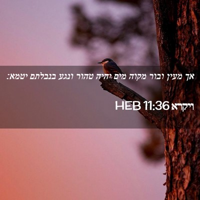 Picture 02 - ויקרא 11:36 HEB - אך מעין ובור מקוה מים יהיה - Bible Verse Picture