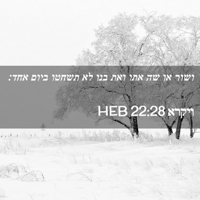 Picture 02 - ויקרא 22:28 HEB - ושור או שה אתו ואת בנו לא - Bible Verse Picture