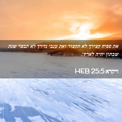 Picture 02 - ויקרא 25:5 HEB - את ספיח קצירך לא תקצור ואת - Bible Verse Picture