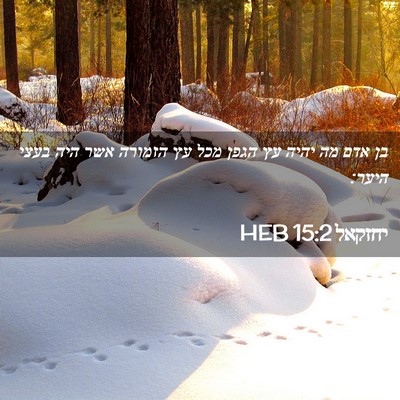 Picture 02 - יחזקאל 15:2 HEB - בן אדם מה יהיה עץ הגפן מכל - Bible Verse Picture