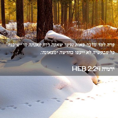 Picture 02 - ירמיה 2:24 HEB - פרה למד מדבר באות נפשו שאפה - Bible Verse Picture