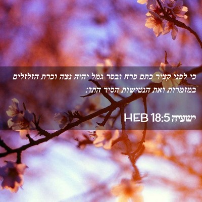 Picture 02 - ישעיה 18:5 HEB - כי לפני קציר כתם פרח ובסר - Bible Verse Picture