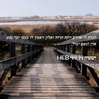 Picture 02 - ישעיה 44:14 HEB - לכרת לו ארזים ויקח תרזה - Bible Verse Picture