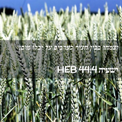 Picture 02 - ישעיה 44:4 HEB - וצמחו בבין חציר כערבים על - Bible Verse Picture