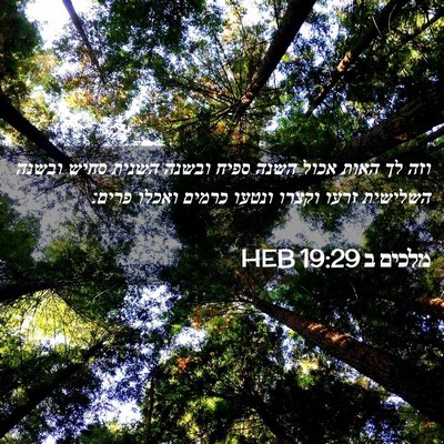 Picture 02 - מלכים ב 19:29 HEB - וזה לך האות אכול השנה ספיח - Bible Verse Picture